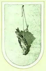 Sparrow by Grahame Sydney, etching, 6/25, offered Aug 2011
