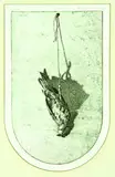 Grahame Sydney, Sparrow