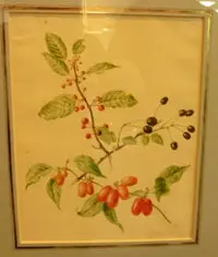 Willem Hekking, Wild Cherries, watercolour