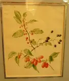 Willem Hekking, Wild Cherries, watercolour