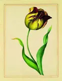 18th century, Artist Unknown, Tulip Study, watercolour