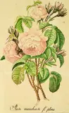 Rose moucheuse fl. Peno, Cabbage or Moss Rose by Early 19th century, Artist Unknown, watercolour, possibly fabric or wallpaper design, sold Jul 2011