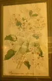 Sparrmannia Africana by Early 19th century, Artist Unknown, watercolour, possibly fabric or wallpaper design, offered Jul 2011
