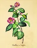19th century, Artist Unknown, Camellia du Japon, watercolour