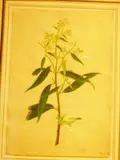Senecio species Ragweed by 19th century Chinese Artist Unknown, watercolour, sold Jul 2011