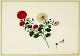 Study of white chrysanthemum showing a red sport feature by 19th century Chinese Artist Unknown, watercolour, sold Jul 2011