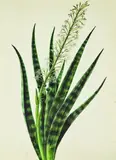 Sansevaria species, Snakeplant by 19th century. Artist Unknown (South Africa & Indian), watercolour, sold Jul 2011