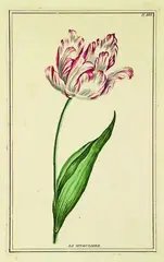 Tulip La Singuliere by Pierre Joseph Buchoz, handcoloured engraving, plate IIII from La Jardin dEden, pub. 1783, sold Jul 2011