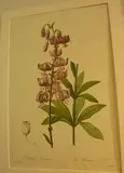Pierre-Joseph Redouté, Lilium Martagon, handcoloured engraving, plate 146 from les Lillaseae, pub. France, 1832