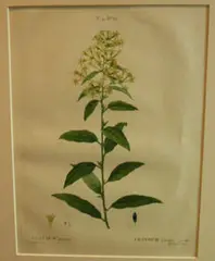 Pierre-Joseph Redouté, Cestrum nocturnum, Night scented Jaessamine, handcoloured engraving, plate 60 from unknown Florilegium