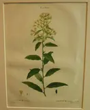 Pierre-Joseph Redouté, Cestrum nocturnum, Night scented Jaessamine, handcoloured engraving, plate 60 from unknown Florilegium