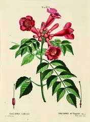 Pierre-Joseph Redouté, Tecoma radicans, Virginia Trumpet Vine, handcoloured engraving, plate 3 from an unknown Florilegium