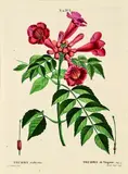 Pierre-Joseph Redouté, Tecoma radicans, Virginia Trumpet Vine, handcoloured engraving, plate 3 from an unknown Florilegium