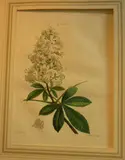 Pierre-Joseph Redouté, Aesculus hippocastanum Horse Chestnut, handcoloured engraving, plate 13 from an unknown Florilegium