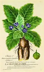 George Dionysius Ehret attributed, La Mandragore, handcoloured engraving with extensive Latin and French annotation