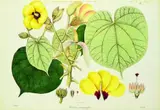 French Artist unknown, early 19th century, Hibiscus macrophyllus, handcoloured engraving, plate 51 from an unknown tropical Florilegium