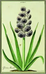 Hyacinthus I, Gloria Mundi by Georg Dionysius Ehret, handcoloured engraving by M.Seligmann from Trews Hortus Nitidissimus Nuremburg, pub. Germany 1750 -86, sold Jul 2011