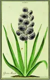 Georg Dionysius Ehret, Hyacinthus I, Gloria Mundi, handcoloured engraving by M.Seligmann from Trews Hortus Nitidissimus Nuremburg, pub. Germany 1750 -86