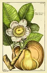 Dillenia Indica by Pierre Joseph Buchoz, handcoloured engraving, plate VI from Histoire Universelle du Regne Vegetetale, pub. Paris 1775, sold Jul 2011