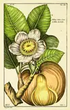 Pierre Joseph Buchoz, Dillenia Indica, handcoloured engraving, plate VI from Histoire Universelle du Regne Vegetetale, pub. Paris 1775