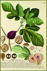 Ficus carica, fig by Georg Dionysius Ehret, handcoloured engraving by J.Jac.Haid, plate LXXXIII from Trews Plantae Selectae, pub. Germany 1750 - 73, sold Jul 2011