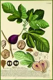 Georg Dionysius Ehret, Ficus carica, fig, handcoloured engraving by J.Jac.Haid, plate LXXXIII from Trews Plantae Selectae, pub. Germany 1750 - 73