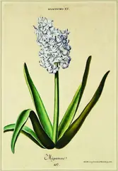 Hyacinthus XV, Mignonne by Georg Dionysius Ehret, handcoloured engraving by A.L.Versing from Trews Hortus Nitidissimus Nuremburg, pub. Germany & dated 1773, sold Jul 2011
