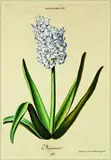 Georg Dionysius Ehret, Hyacinthus XV, Mignonne, handcoloured engraving by A.L.Versing from Trews Hortus Nitidissimus Nuremburg, pub. Germany & dated 1773