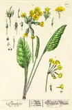 Elizabeth Blackwell, Artinita Cyclamen, Tusfilago Farfara - Colt's foot, Paralysis - Cowslip, 3 handcoloured engravings, plates from Trews Herberium Blackwellianum Emendatum et Auctum, pub. Nuremburg 1757