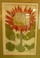 Johan Weinmann, Protea cynaroides, Scolymocephalus Africanus, handcoloured mezzotint, plate 892 from Phytanthoza Iconographia, pub.1737 - 45