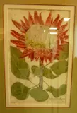 Johan Weinmann, Protea cynaroides, Scolymocephalus Africanus, handcoloured mezzotint, plate 892 from Phytanthoza Iconographia, pub.1737 - 45