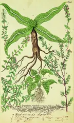Johan Weinmann, 9 different herbs including Serpentaria mirabilis or wonderful serpent tree, handcoloured mezzotint, plate 916 from Phytanthoza Iconographia, pub.1737 - 45