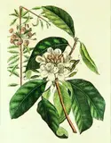 Mark Catesby, Rhododendron with Mountain Laurel, handcoloured etching, plate 17 from The Natural History of America, Pub. London 1731 - 1743