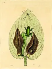 Skunk Cabbage and Tree Frog by Mark Catesby, handcoloured etching, plate 71 from The Natural History of America, Pub. London 1731 - 1743, sold Jul 2011