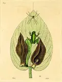 Mark Catesby, Skunk Cabbage and Tree Frog, handcoloured etching, plate 71 from The Natural History of America, Pub. London 1731 - 1743