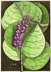 Mark Catesby & George Dionysius Ehret collaborative, Mangrove Grape Tree, handcoloured etching, plate 96 from The Natural History of America, pub. London 1731 - 1743