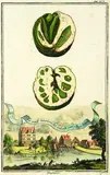 Johann Christoph Volckamer, Study of Citrus Fruit with a view of the village of Gleishamer, Handcoloured engraving, plate 118 from Nurnbergische Hesperides, pub.1708