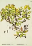 Russian Artist unknown, late 18th century, Rhododendron chrysanthum, handcoloured engraving, plate XXX from Flora Russica, pub. Petrograd 1784