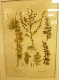 Russian Artist unknown, late 18th century, Pinus Laryx, Larch, handcoloured engraving, plate I from Flora Russica, pub. Petrograd 1784