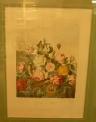 Dr. Robert John Thornton, Group of Roses, handcoloured engraving from The Temple of Flora, (second edition) pub.London 1812