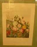 Dr. Robert John Thornton, Group of Roses, handcoloured engraving from The Temple of Flora, (second edition) pub.London 1812