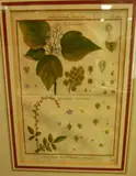 French Artist unknown, mid 18th century, Two Botanical studies of Heliocarpus and Aigremoine, hand coloured engravings, plate 409 from Encyclopedie Methodique pub. Padua 1753