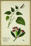 Botanical Study of two varieties of Pepper with unusual drop shadows by German artist unknown, late 18th century, watercolour and ink on paper, sold Jul 2011