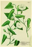 Johan Weinmann, Convolvulus Major, Handcoloured mezzotint, plate 413 from Phytanthoza Iconographia, pub.1737 - 45