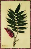 Botanical Study of Sumack with unusual drop shadows by German artist unknown, late 18th century, watercolour and ink on paper, sold Jul 2011