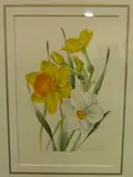 Anne Ophelia Todd Dowden, Study of Narcissus, watercolour