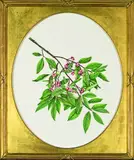Annie Farrer, Euonymus europaeus, Spindle Tree, watercolour