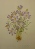 Crocus tommassinianus by Margaret Elsie Stones, watercolour, sold Jul 2011