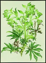 Mary Grierson, Helleborus foetidas, watercolour, original illustration for Hellibores, Brian Mathew, author, pub. London, 1986