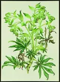 Mary Grierson, Helleborus foetidas, watercolour, original illustration for Hellibores, Brian Mathew, author, pub. London, 1986